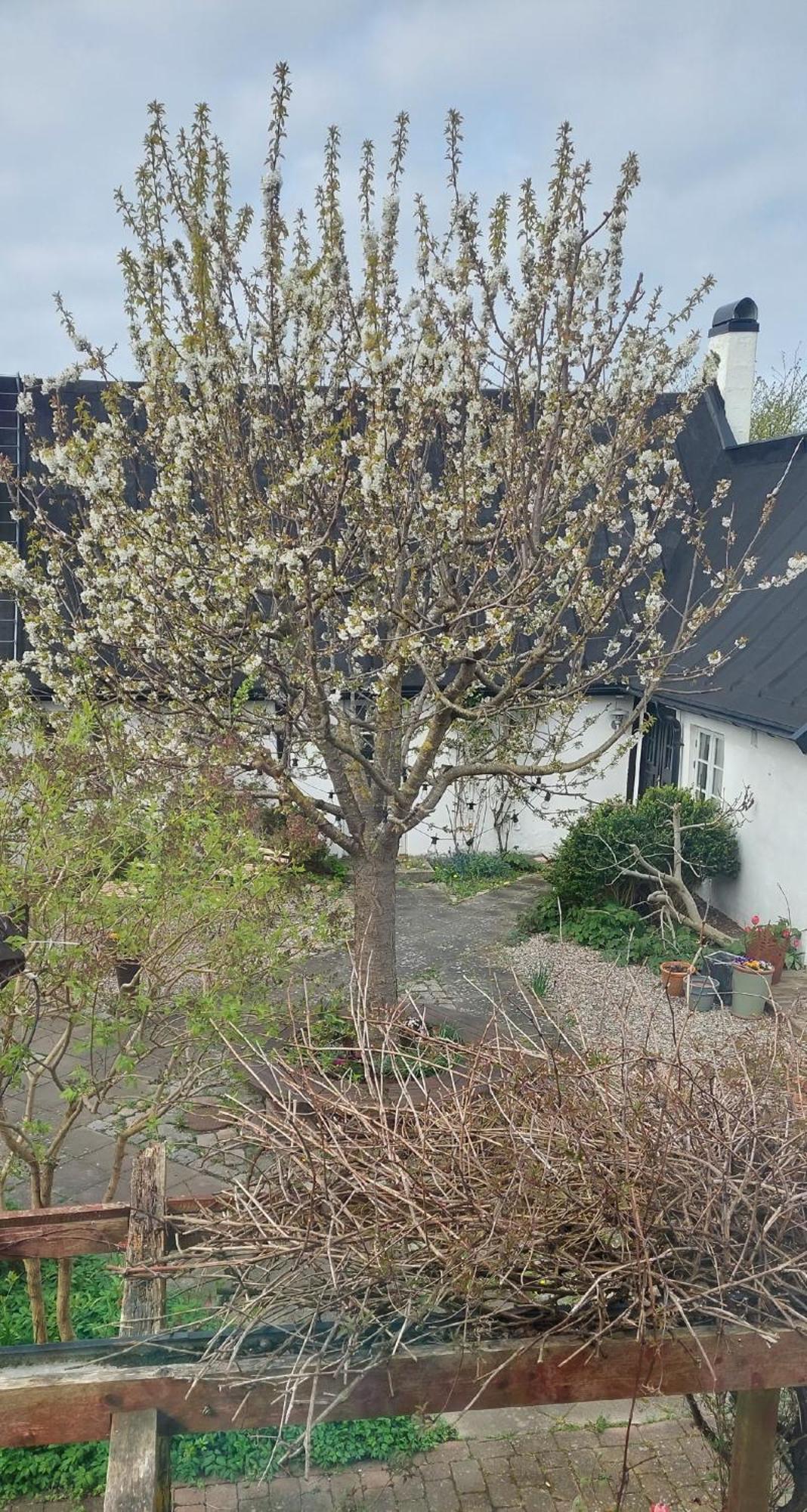 Bjerred B&B Bjärred Kültér fotó